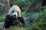 Taiwan, TAIPEI, Taipei Zoo, Giant Panda, TAW211JPL