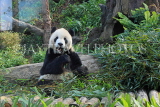 Taiwan, TAIPEI, Taipei Zoo, Giant Panda, TAW212JPL