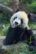Taiwan, TAIPEI, Taipei Zoo, Giant Panda, TAW213JPL