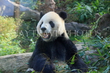 Taiwan, TAIPEI, Taipei Zoo, Giant Panda, TAW214JPL