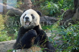Taiwan, TAIPEI, Taipei Zoo, Giant Panda, TAW215JPL