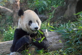 Taiwan, TAIPEI, Taipei Zoo, Giant Panda, TAW216JPL