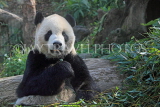 Taiwan, TAIPEI, Taipei Zoo, Giant Panda, TAW217JPL