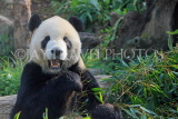 Taiwan, TAIPEI, Taipei Zoo, Giant Panda, TAW218JPL