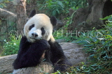 Taiwan, TAIPEI, Taipei Zoo, Giant Panda, TAW219JPL