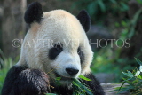 Taiwan, TAIPEI, Taipei Zoo, Giant Panda, TAW220JPL