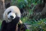 Taiwan, TAIPEI, Taipei Zoo, Giant Panda, TAW221JPL