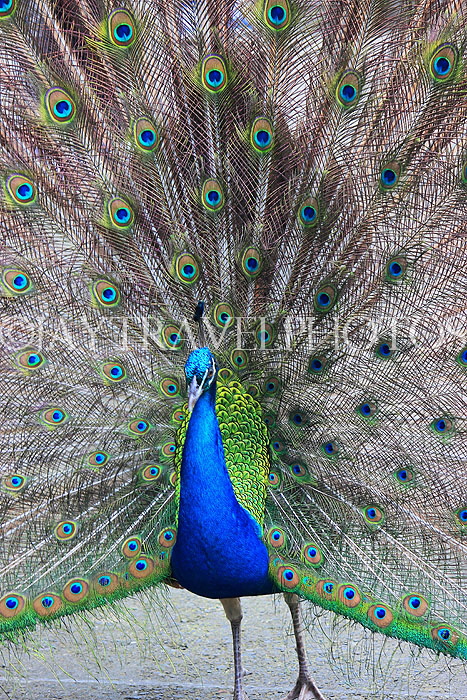 Taiwan, TAIPEI, Taipei Zoo, Peacock displaing plumage, TAW232JPL