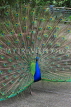 Taiwan, TAIPEI, Taipei Zoo, Peacock displaing plumage, TAW234JPL