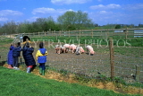 UK, Devon, farm, children observing pigs, UK5863JPL