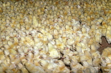 UK, Devon, farm, three day old chicks, UK5861JPL