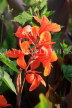 UK, Essex, Southend-On-Sea, red Canna flowers, UK6837JPL
