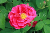 UK, Hampshire, WINCHESTER, Abbey Gardens, deep pink Rose, UK8605JPL