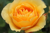 UK, Hampshire, WINCHESTER, Abbey Gardens, yellow orange Rose, UK8589JPL