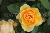 UK, Hampshire, WINCHESTER, Abbey Gardens, yellow orange Rose, UK8590JPL