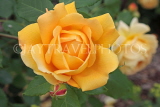 UK, Hampshire, WINCHESTER, Abbey Gardens, yellow orange Rose, UK8591JPL