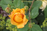 UK, Hampshire, WINCHESTER, Abbey Gardens, yellow orange Rose, UK8592JPL