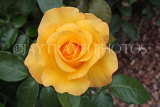 UK, Hampshire, WINCHESTER, Abbey Gardens, yellow orange Rose, UK8599JPL
