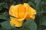 UK, Hampshire, WINCHESTER, Abbey Gardens, yellow orange Rose, UK8601JPL