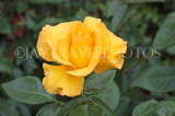 UK, Hampshire, WINCHESTER, Abbey Gardens, yellow orange Rose, UK8602JPL