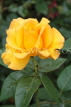 UK, Hampshire, WINCHESTER, Abbey Gardens, yellow orange Rose, UK8604JPL