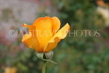 UK, Hampshire, WINCHESTER, Abbey Gardens, yellow orange Rose bud, UK8603JPL