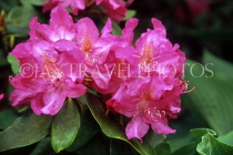 UK, Kent, Hever Castle gounds, Rhododendron flowers, UK6031JPL