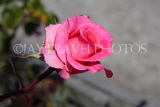 UK, LONDON, Battersea Park, Russell Page Gardens, pink Rose, UK10130JPL