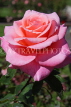 UK, LONDON, Battersea Park, Russell Page Gardens, pink Rose, UK10132JPL