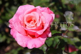 UK, LONDON, Battersea Park, Russell Page Gardens, pink Rose, UK10133JPL