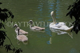 UK, LONDON, Battersea Park, lakeside, swan with cygnets, UK10174JPL