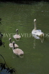 UK, LONDON, Battersea Park, lakeside, swan with cygnets, UK10175JPL