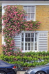 UK, LONDON, Belgravia, Bloomfield Terrace, house front with rose creeper, UK28077JPL
