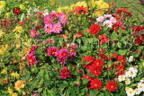 UK, LONDON, Brent, Barham Park, Dahlia flowers, UK10830JPL