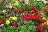 UK, LONDON, Brent, Barham Park, Dahlia flowers, UK3945JPL