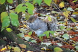 UK, LONDON, Brent, Barham Park, autumn, grey Squirrel, UK12949JPL