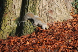 UK, LONDON, Brent, Barham Park, autumn, grey Squirrel and fallen leaves, UK9604JPL