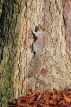 UK, LONDON, Brent, Barham Park, autumn, grey Squirrel and fallen leaves,UK9576JPL