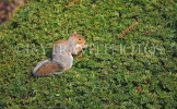 UK, LONDON, Brent, Barham Park, autumn, grey Squirrel on privet bush, UK9584JPL