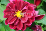 UK, LONDON, Brent, Barham Park, deep magenta Dahlia flower and bee, UK10848JPL