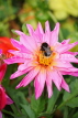UK, LONDON, Brent, Barham Park, deep pink Dahlia flower, and bee, UK3940JPL
