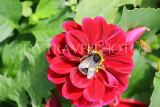 UK, LONDON, Brent, Barham Park, flowers, red Dahlia and bee, UK10810JPL