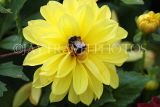 UK, LONDON, Brent, Barham Park, flowers, yellow Dahlia and bee, UK10806JPL