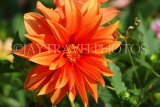 UK, LONDON, Brent, Barham Park, orange Dahlia flower, UK3957JPL