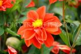 UK, LONDON, Brent, Barham Park, orange Dahlia flowers, UK3950JPL