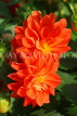 UK, LONDON, Brent, Barham Park, orange Dahlia flowers, UK3954JPL