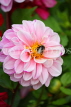 UK, LONDON, Brent, Barham Park, pink Dahlia flower, UK10821JPL