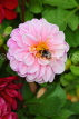 UK, LONDON, Brent, Barham Park, pink Dahlia flower, and bee, UK10832JPL