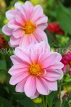 UK, LONDON, Brent, Barham Park, pink Dahlia flowerr, UK10818JPL