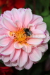 UK, LONDON, Brent, Barham Park, pink Dahlia flowers, and bee, UK10833JPL